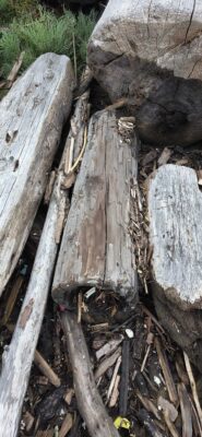 a group of logs (MyCoast AI)