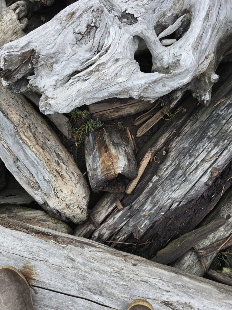 a group of cut logs (MyCoast AI)