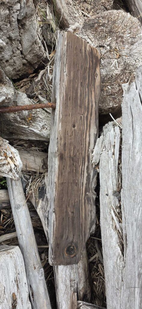 a close-up of a tree trunk (MyCoast AI)