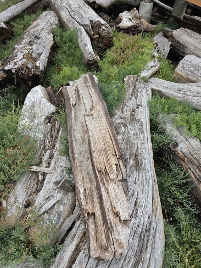 a group of logs in a forest (MyCoast AI)