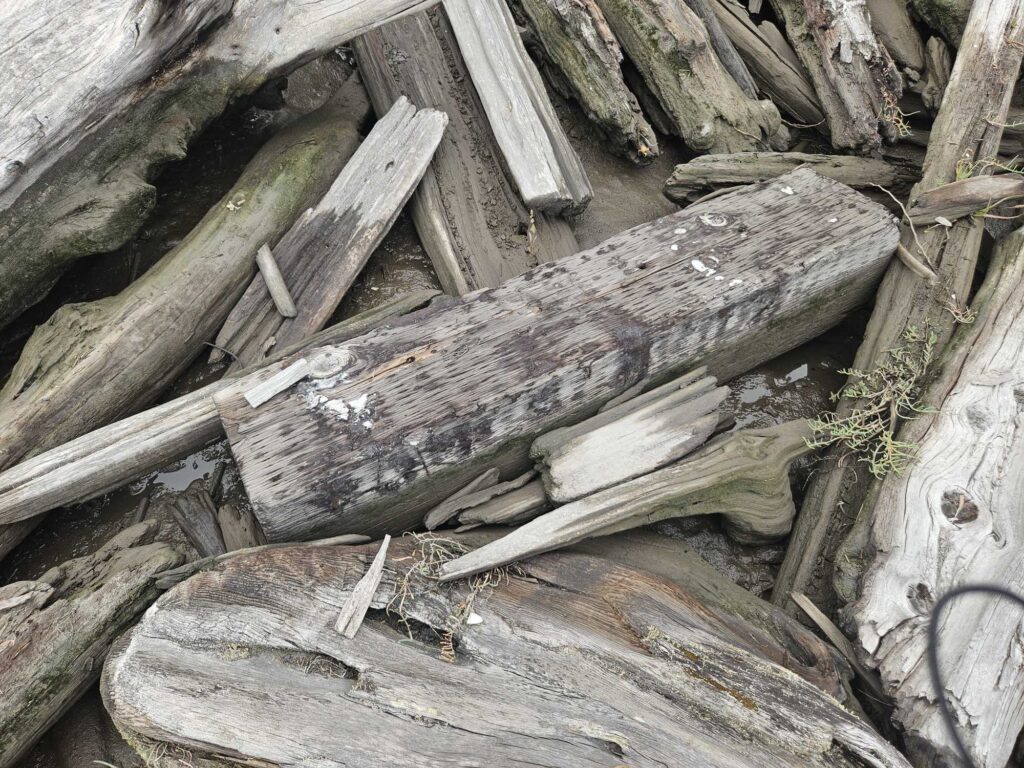a pile of cut logs (MyCoast AI)