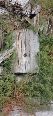 a wooden bridge over a stream (MyCoast AI)