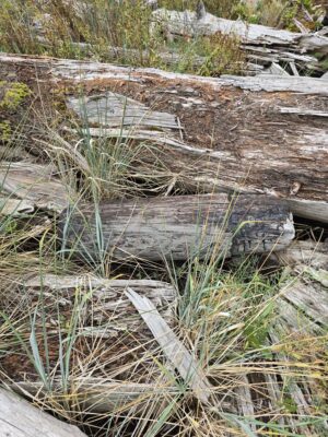 a pile of logs (MyCoast AI)