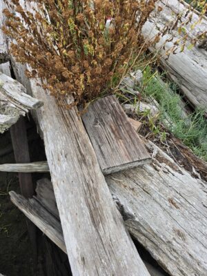 a wooden fence with a tree growing on it (MyCoast AI)