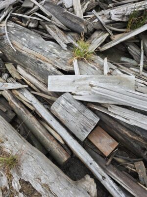 a pile of wood (MyCoast AI)