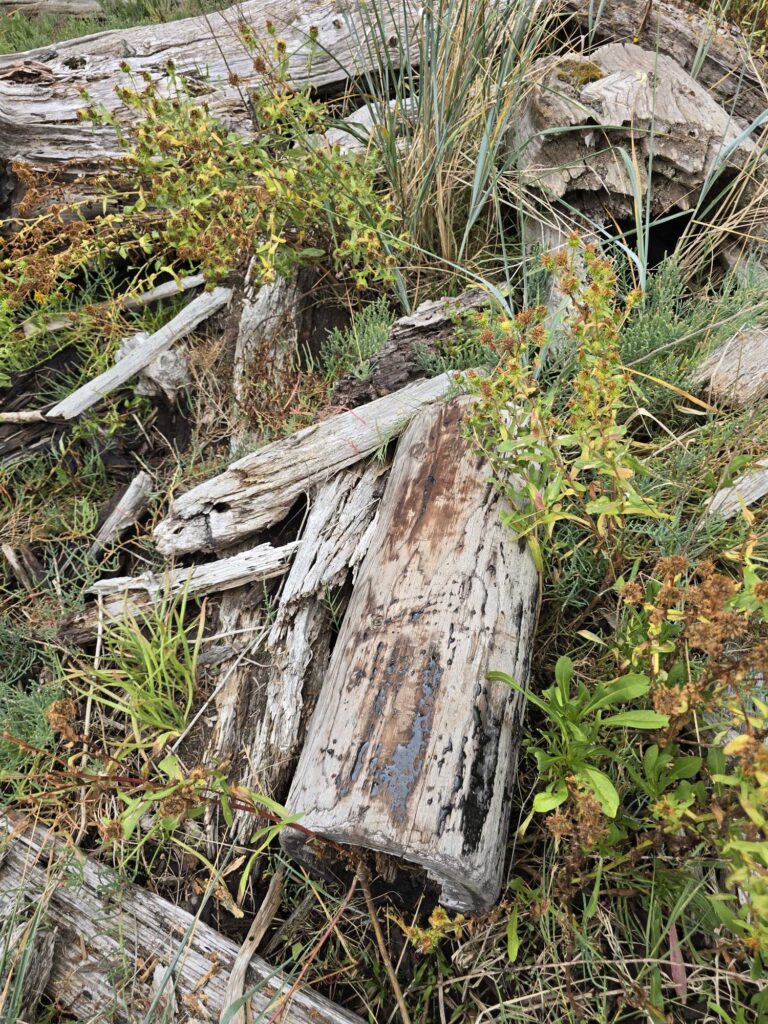 a tree stump in a forest (MyCoast AI)