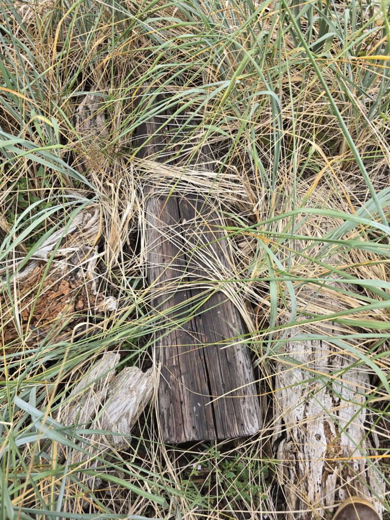 a snake in the grass (MyCoast AI)