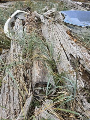 a pile of sticks and branches (MyCoast AI)