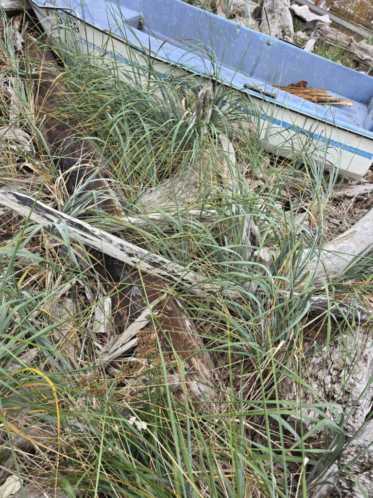 a blue boat in the grass (MyCoast AI)