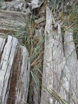 a close-up of some grass (MyCoast AI)