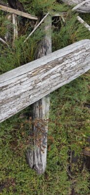 a log in the grass (MyCoast AI)