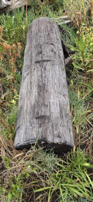 a tree stump in the grass (MyCoast AI)