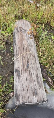 a tree stump in the grass (MyCoast AI)