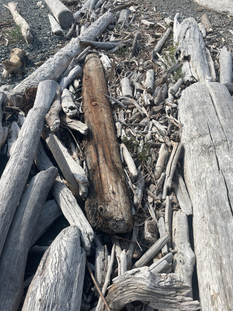 a group of cut logs (MyCoast AI)