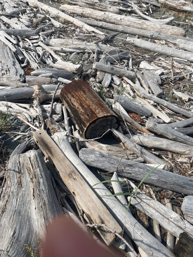a pile of cut down wood (MyCoast AI)