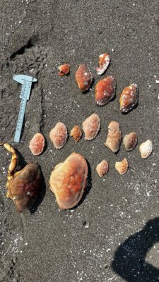 a group of brown objects on a concrete surface (MyCoast AI)