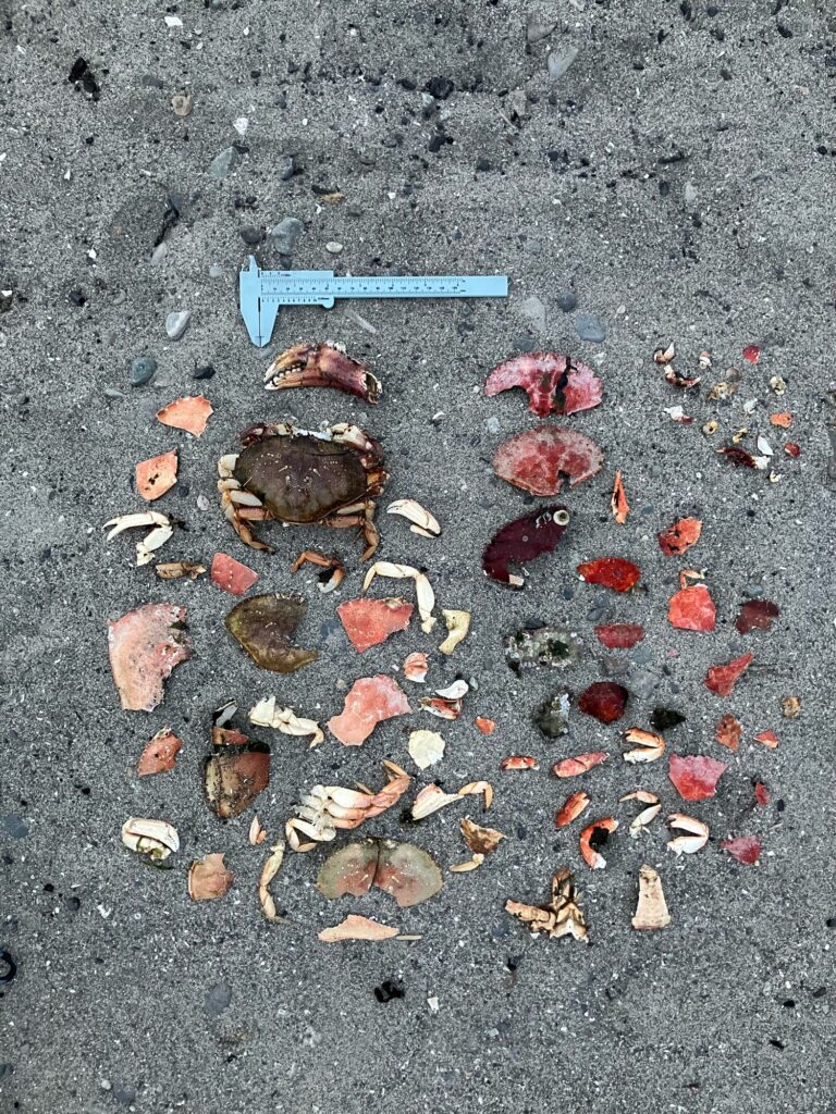 a group of small rocks on the ground (MyCoast AI)