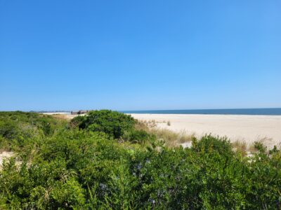 a landscape with trees and bushes (MyCoast AI)