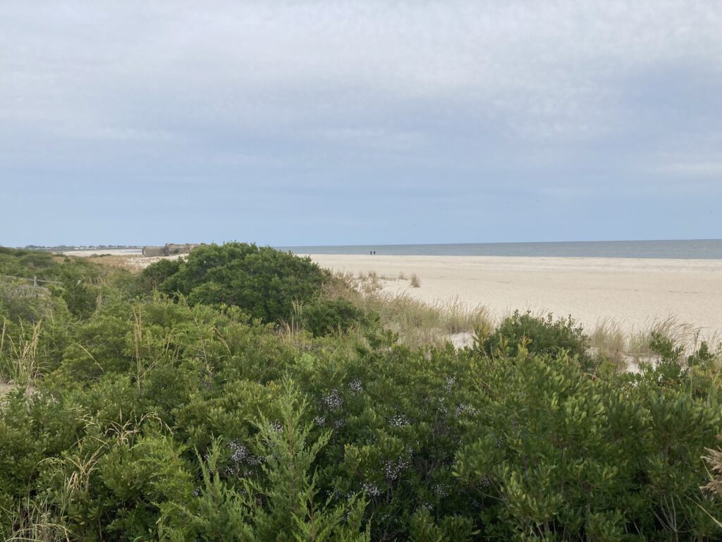 a beach with trees and bushes (MyCoast AI)