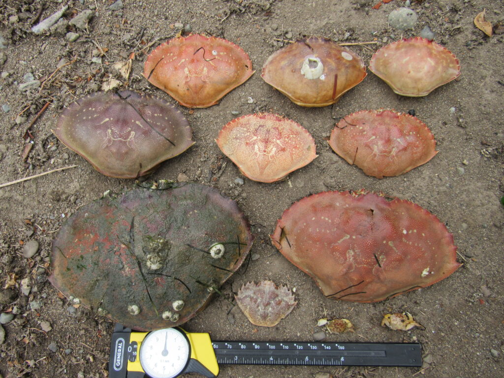 a group of rocks (MyCoast AI)