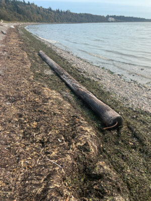 a pipe on a beach (MyCoast AI)