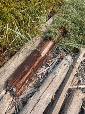 a wooden bridge over a river (MyCoast AI)