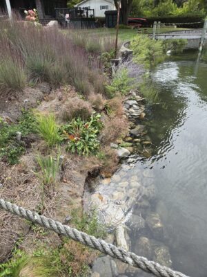 a stream with a bridge and grass (MyCoast AI)