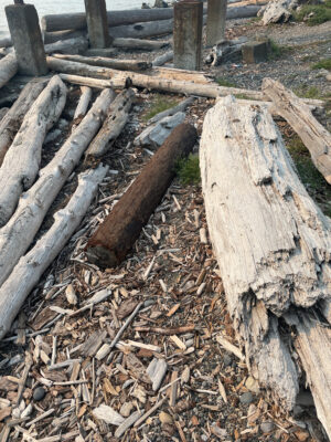 a group of logs (MyCoast AI)