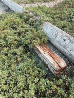 a wooden bench in a garden (MyCoast AI)