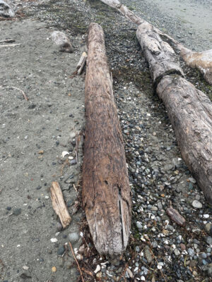 a group of logs on a rocky ground (MyCoast AI)