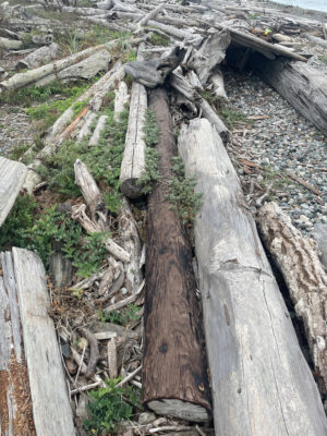 a group of logs (MyCoast AI)