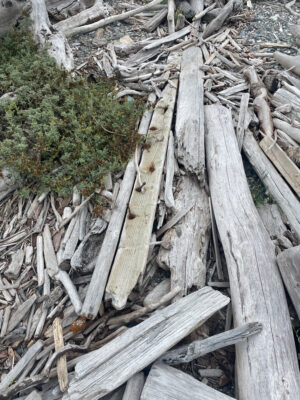 a wooden bridge with logs (MyCoast AI)