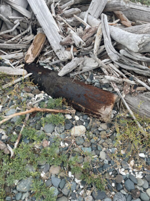 a pile of wood and sticks (MyCoast AI)