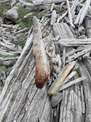 a pile of cut logs (MyCoast AI)