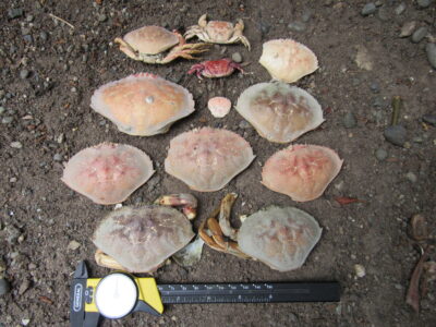 a group of mushrooms (MyCoast AI)