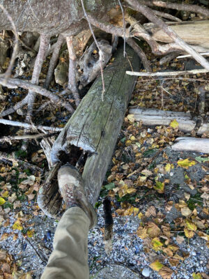 a person holding a tree branch (MyCoast AI)