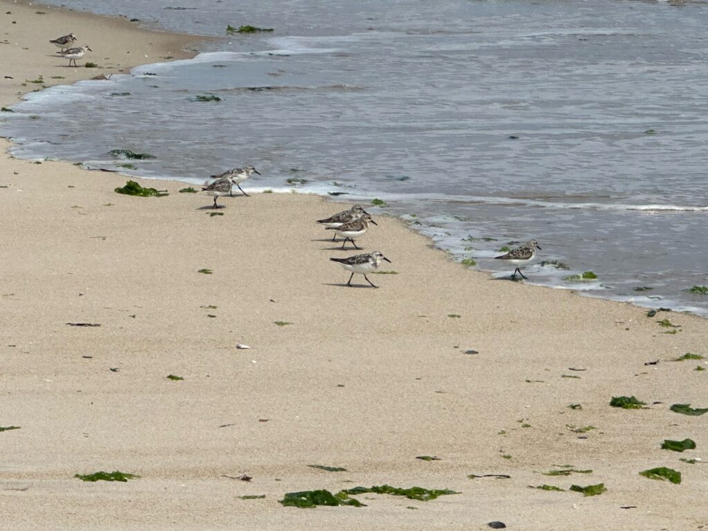a group of sea animals on a beach (MyCoast AI)