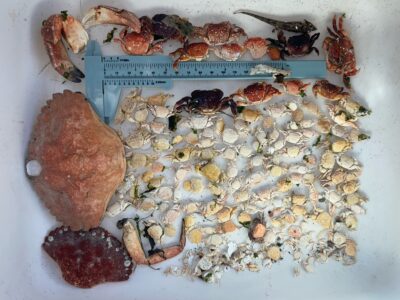 a plate of food (MyCoast AI)