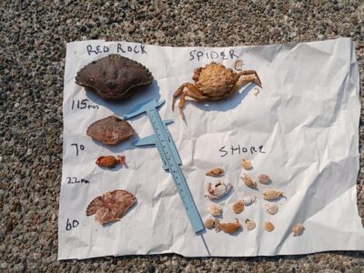 a plate of food (MyCoast AI)