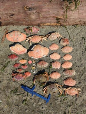 a blue shovel on the ground (MyCoast AI)