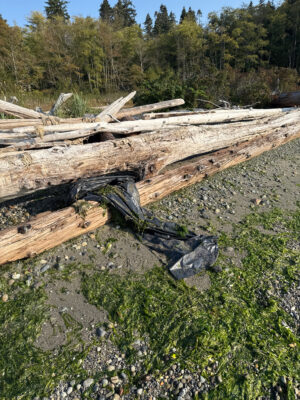 a pile of cut trees (MyCoast AI)