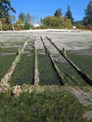 a garden with a path (MyCoast AI)