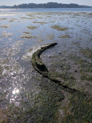 a frozen lake with a small island in the middle (MyCoast AI)