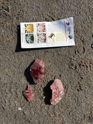 a book and a rock on the ground (MyCoast AI)