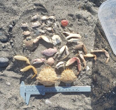 a group of fish on the ground (MyCoast AI)