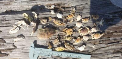 a group of bees on a wood surface (MyCoast AI)