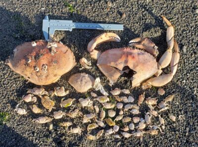 a crab on the ground (MyCoast AI)