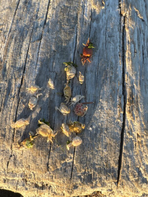 a tree trunk with leaves (MyCoast AI)