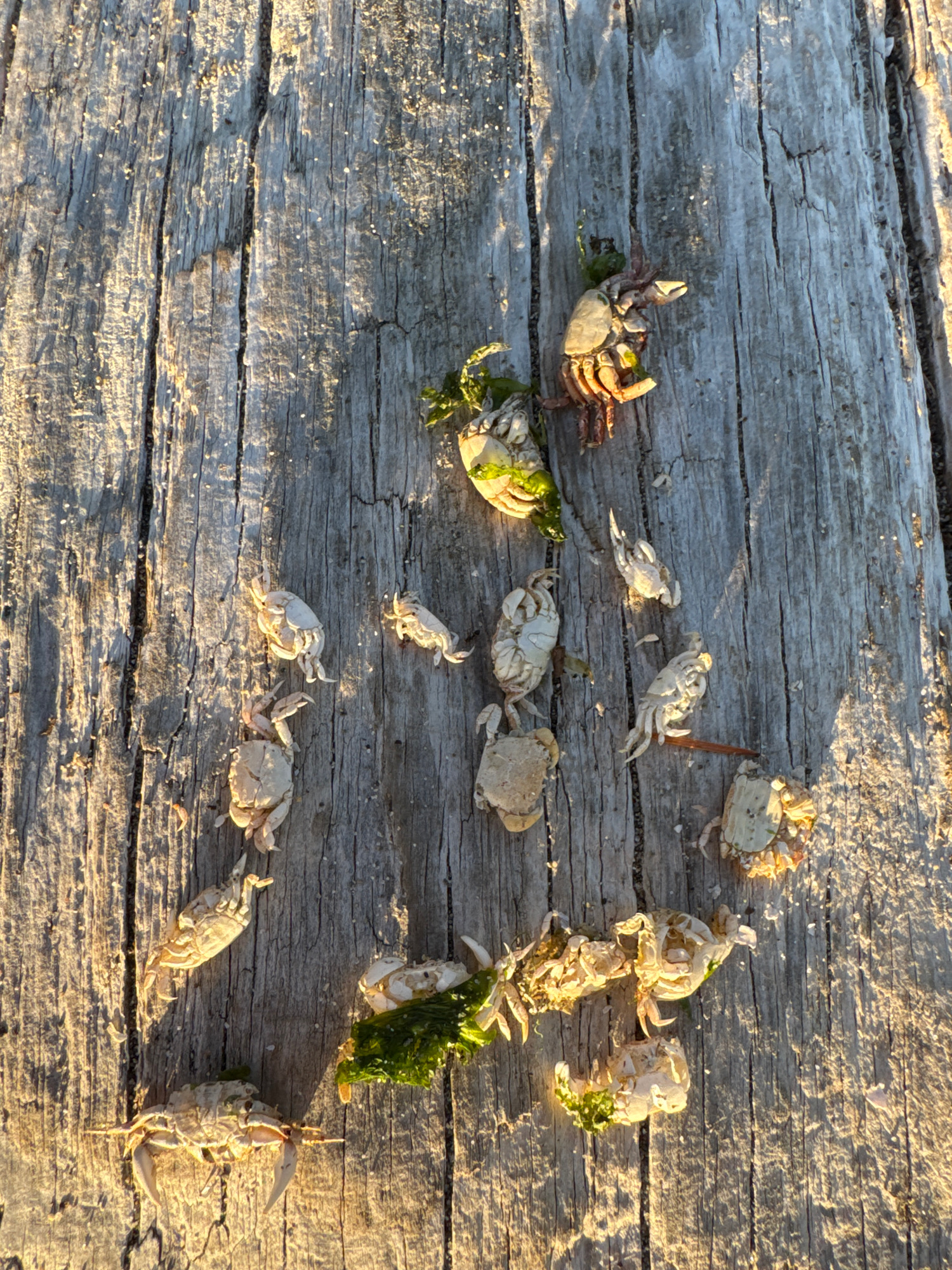 afe6b65521b091f0dff9fe8a8815c8e2074f08ec