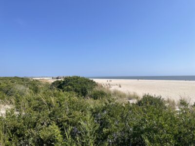 a landscape with trees and bushes (MyCoast AI)